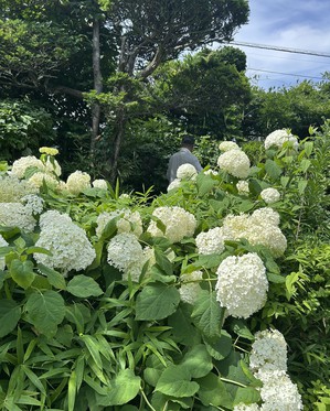 IMG_8991.JPEG